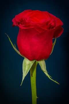 single red rose valentine