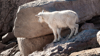 Mountain Goat Kid