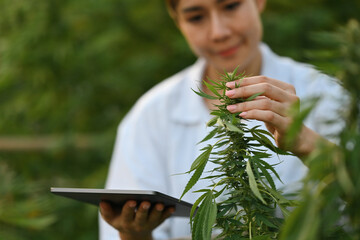 Cropped image of female scientists or researchers examine cannabis leave and record the result on the tablet, Cannabis cultivation experiments and the legal cultivation of cannabis plants.