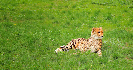 the cheetah lies in the grass. wildlife. animals