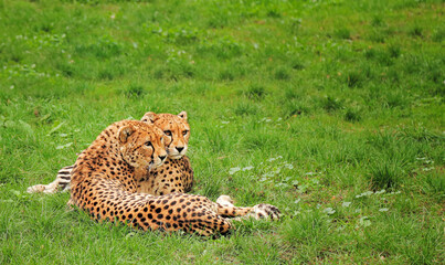 a pair of cheetahs lies in the grass. wildlife. animals