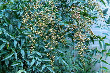 Heavenly bamboo Gulf Stream flowers . Nandina domestica commonly known as nandina,  or sacred bamboo, is a species of flowering plant in the family, Fire Power flowers. - obrazy, fototapety, plakaty