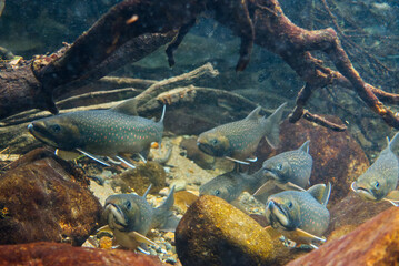 Underwater photography of Miyabei Wana in Lake Shikaribetsu, Hokkaido