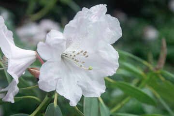 Beautiful flower with white petals, rhododendron blooming in a botanical garden, selective focus