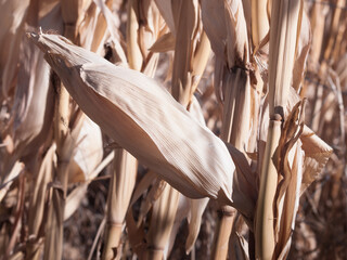 Farm Field of Corn in Fall