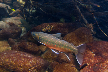 Underwater photography of Miyabei Wana in Lake Shikaribetsu, Hokkaido