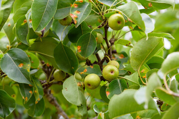 Young fruits of Japanese pear, on the branch