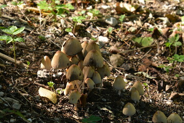 Pilze auf einer Wiese im Herbst