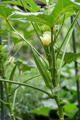 Obraz premium Okra flowers and fruits in the vegetable garden