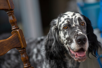 Dog English Setter