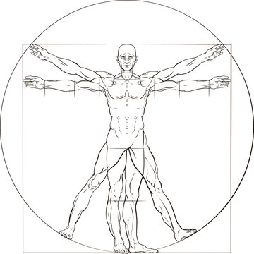 A human figure like Leonard Da Vinci s Vitruvian man anatomy illustration