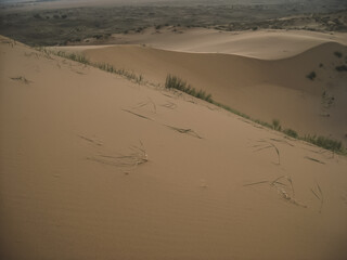Dune of sand and sandy desert dune Sarykum and small desert vegetation