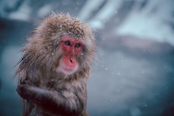 Lonely monkey in snow weather.