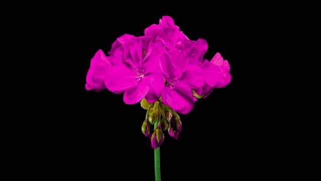 Violet Pelargonium Flowers Blooming in Time Lapse on a Black Background. Beautiful Neon Pink Geranium Blossoms