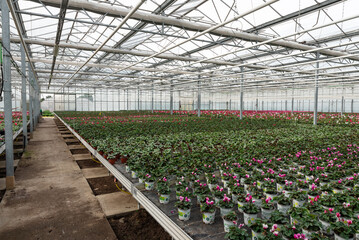 Flowers in a modern greenhouse. Greenhouses for growing flowers. Floriculture industry.