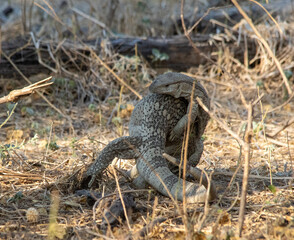 Mating monitor lizards isolated under a tree in the African bush