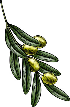 olive branch green olives leaves clip art preview
