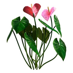 3D Rendering Tropical Flowering Anthuriums on White