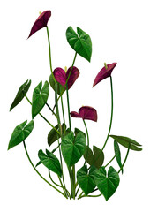 3D Rendering Tropical Flowering Anthuriums on White