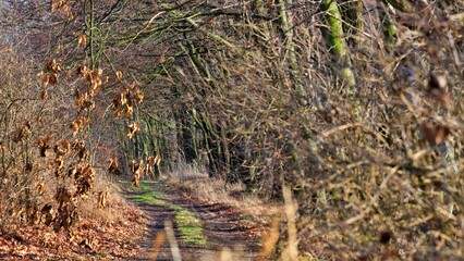autumn