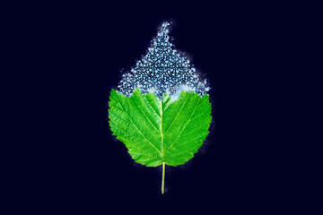 One freezing raspberry tree green leaf on dark blue background, blue ice covered effect on leaf....