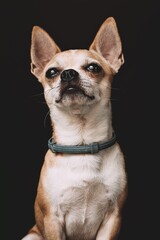 chihuahua dog portrait