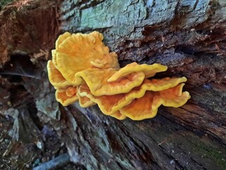 Gemeiner Schwefelporling (Laetiporus sulphureus)