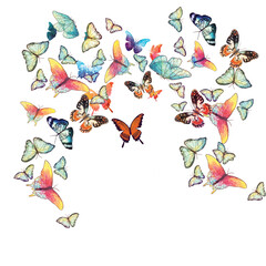 mixed butterfly print on plain ground 