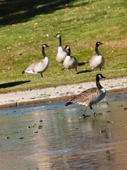 Canadian Geese