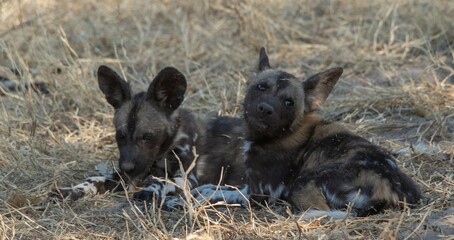 African wild dog pups isolated outside their den in the African wilderness