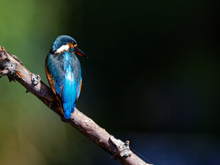 martin pêcheur femelle
