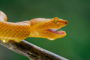 angry yellow female flat nosed pit viper snake trimeresurus or craspedocephalus puniceus 