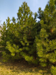 Beautiful pine tree. Nature concept for design.