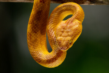 close up of triangular head of a female flat nosed pit viper snake trimeresurus or craspedocephalus...