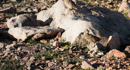 Grouse