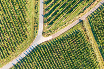 Looking straight down at a vineyard in the Rheingau/Germany with long shadows of the vines