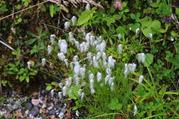 Typical flower of the Gaspesie National Park, Canada