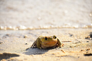 frog on the sand