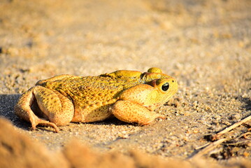 frog in the grass
