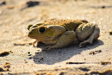 frog on the ground
