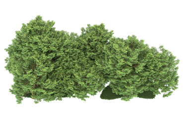 Obraz premium Forest on transparent background. 3d rendering - illustration