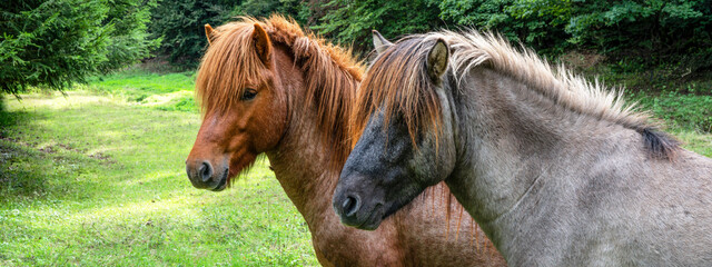 Horse husbandry - Two horses pony in a green paddock meadow in nature