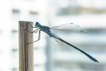 dragonfly on a branch