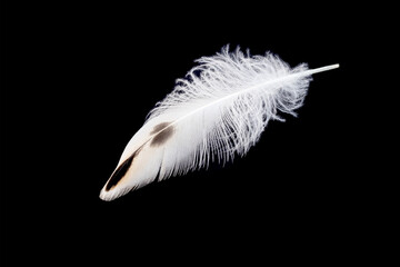 On a black isolated background, a light light duck wing feather.