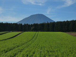 北海道の畑風景