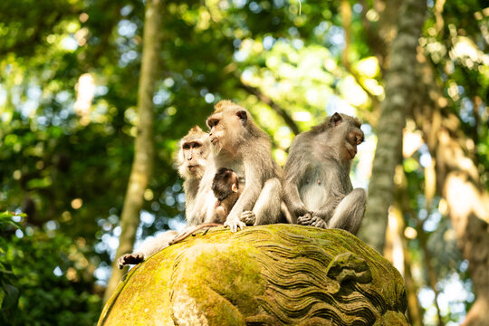 Bali, Indonesia. Famous Monkey Forest, macaque family in Ubud