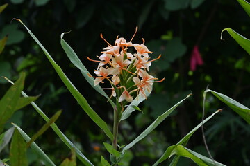 Ginger lily flowers. Zingiberaceae tropical plants.
Flowering season is from July to November.