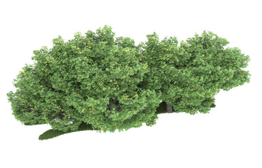 Forest on transparent background. 3d rendering - illustration