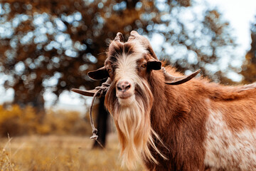 Domestic goats with big horns on the background of yellowed autumn foliage. Domestic cattle. Farm...