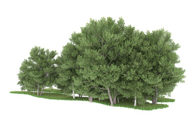 Forest on transparent background. 3d rendering - illustration